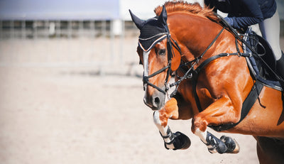 Waarom het ondersteunen van de maag van uw paard zo belangrijk is