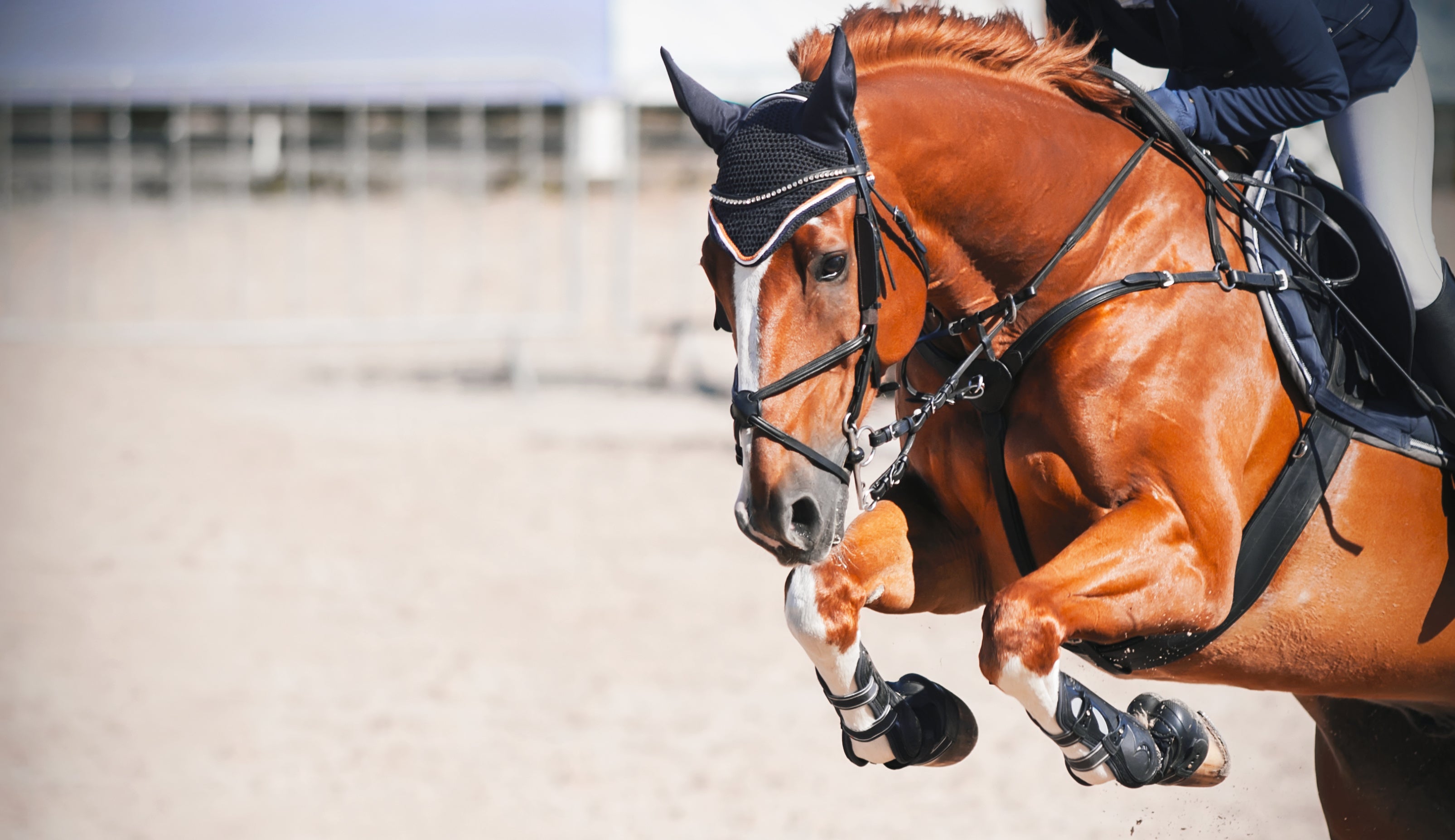 Waarom het ondersteunen van de maag van uw paard zo belangrijk is