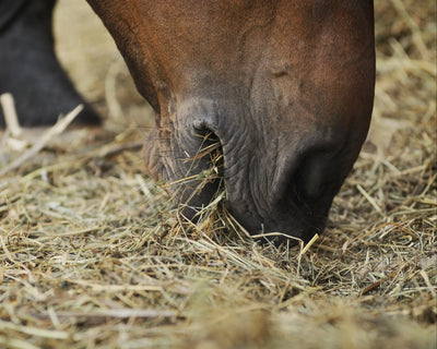 Hoe werkt de vertering van een paard?