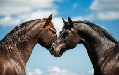 Het doel van 2026: Een Tevreden en Gezond Paard